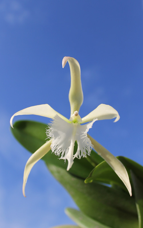 Epidendrum parkinsonianum x Brassavola digbyana.jpg