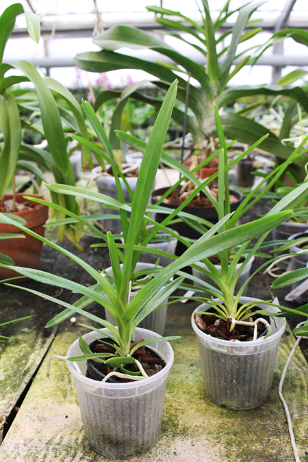 Vanda tricolor.jpg