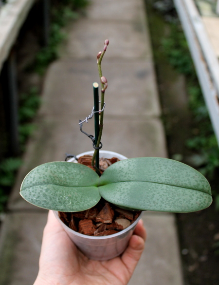 Phalaenopsis schilleriana x Phalaenopsis Cassandra.JPG