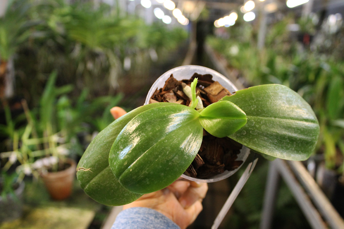 Phalaenopsis Su An Cricket 'SW'.jpg