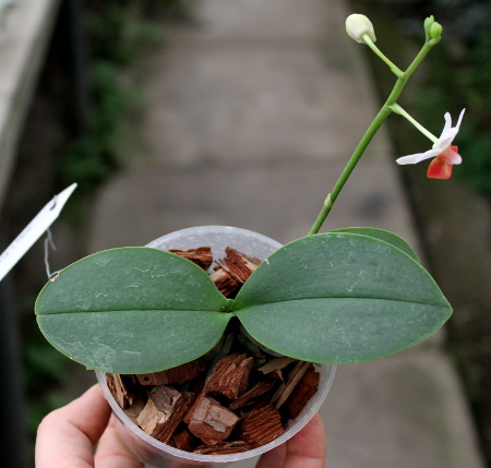 Doritaenopsis Jia Ho Cherry x Phalaenopsis lobbii.JPG