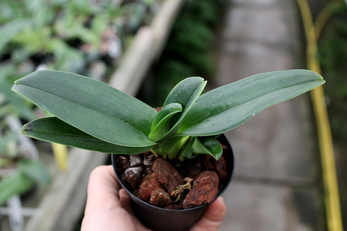 Paphiopedilum Michael Koopowitz x hangianum.JPG