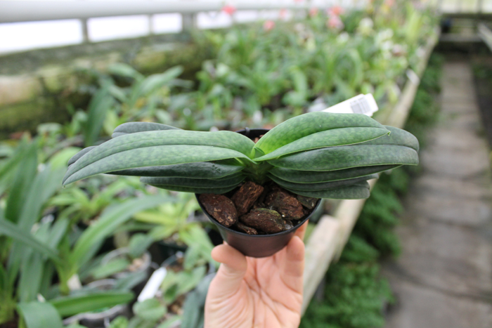 Paphiopedilum hangianum x bellatulum.jpg