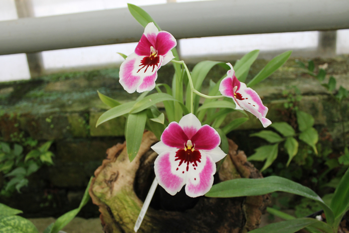 Miltonia Rubenesque 'Karismic Kay'.jpg