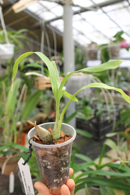 Clowesia Jumbo Grace 'Jumbo Orchids'.jpg