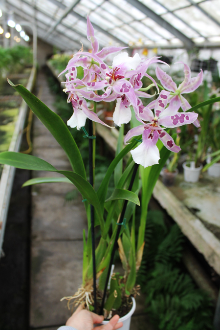 Beallara Peggy Ruth Carpenter 'Morning Joy'.jpg