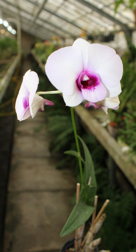Dendrobium Chao Praya Gem.jpg