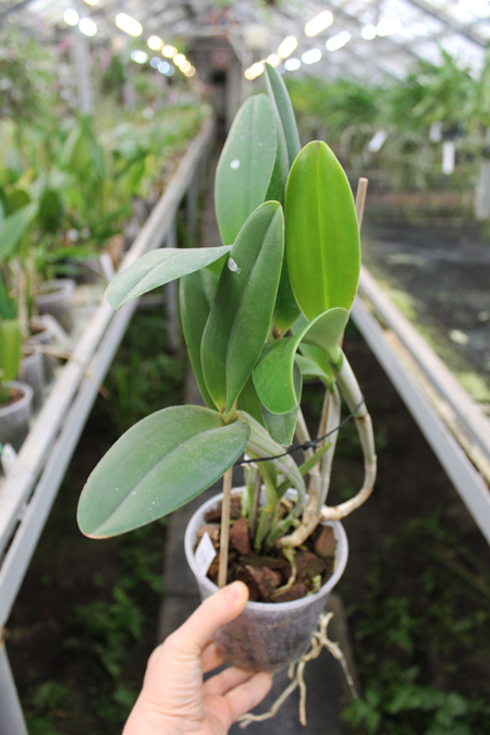 (Brassavola digbyana x Rhyncholaeliocattleya Young Kong) 'ORCHIS'.jpg