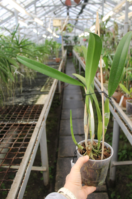 Brassocattleya Golf Green 'Hair Pig' (Cattleya Moscombe x Brassavola digbyana).jpg