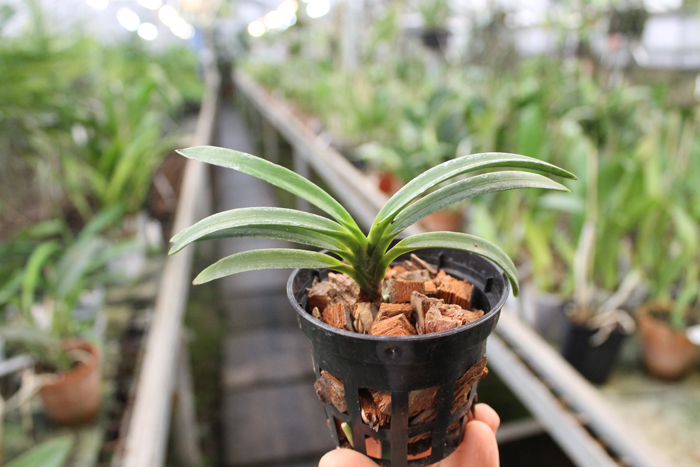 Neofinetia falcata.jpg
