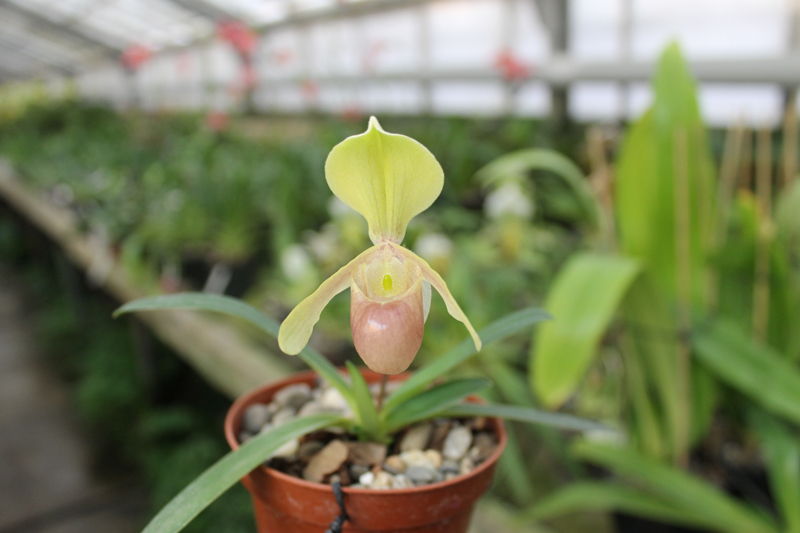 Paphiopedilum helenae.jpg