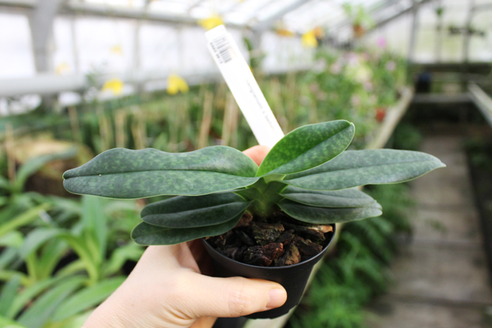 Paphiopedilum hangianum x bellatulum.jpg