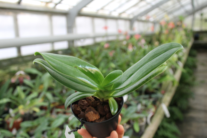 Paphiopedilum Michael Koopowitz x hangianum.jpg