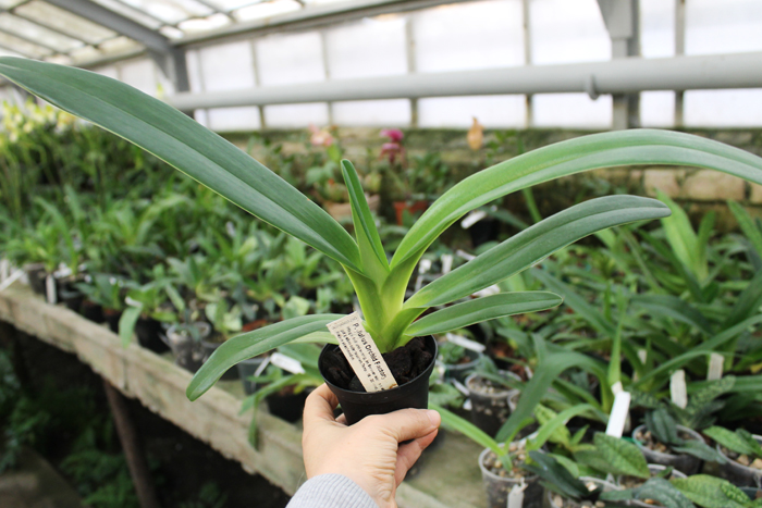 Paphiopedilum Julius Orchidfactory (rothschildianum x lowii).jpg