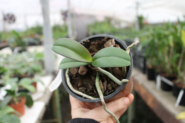Doritaenopsis Lius Sakura.jpg