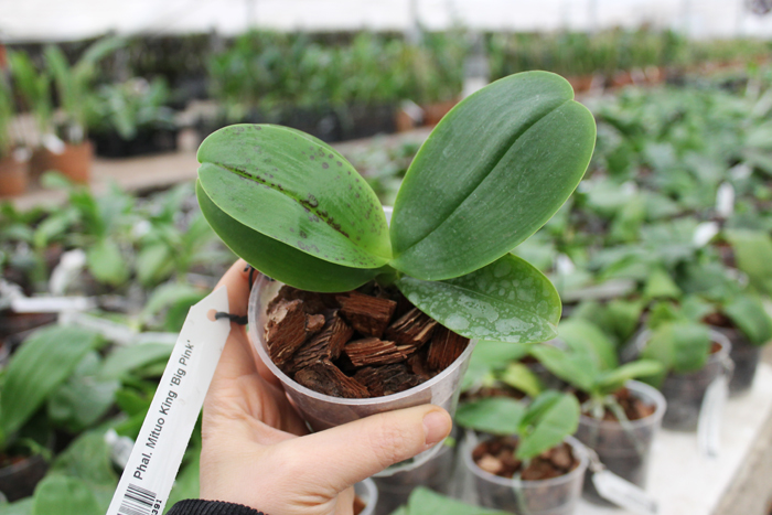 Phalaenopsis Mituo King 'Big Pink'.jpg