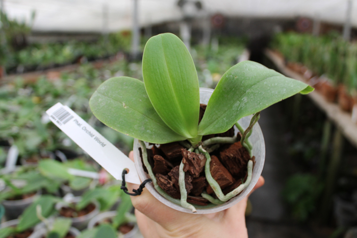 Phalaenopsis Orchid World.jpg