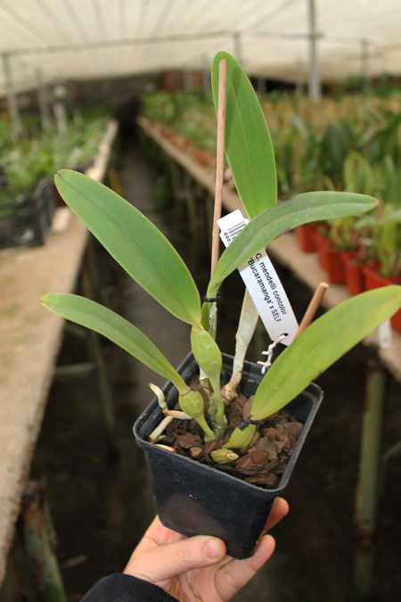 Cattleya mendelli concolor 'Bucaramanga' x SELF.jpg