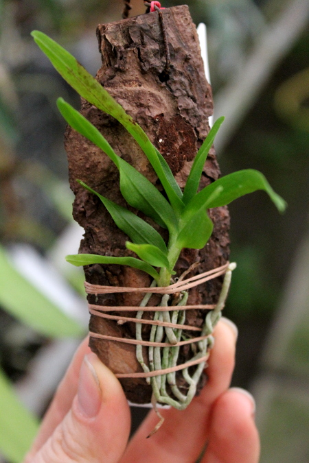 Angraecum germinyanum.JPG