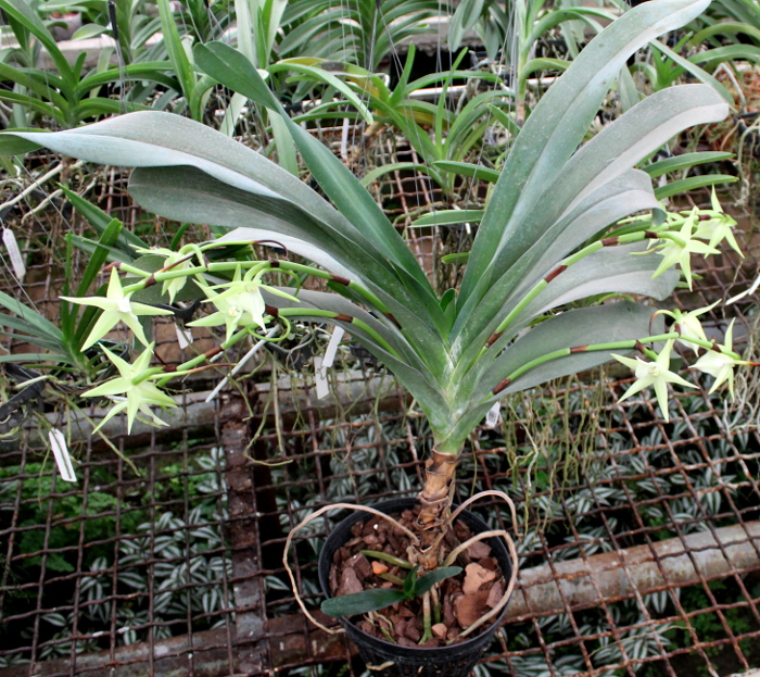 Angraecum Veitchii.JPG