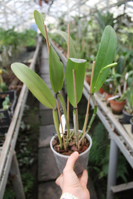 Cattleya Dominiana.jpg