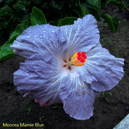 moorea mamie blue.jpg