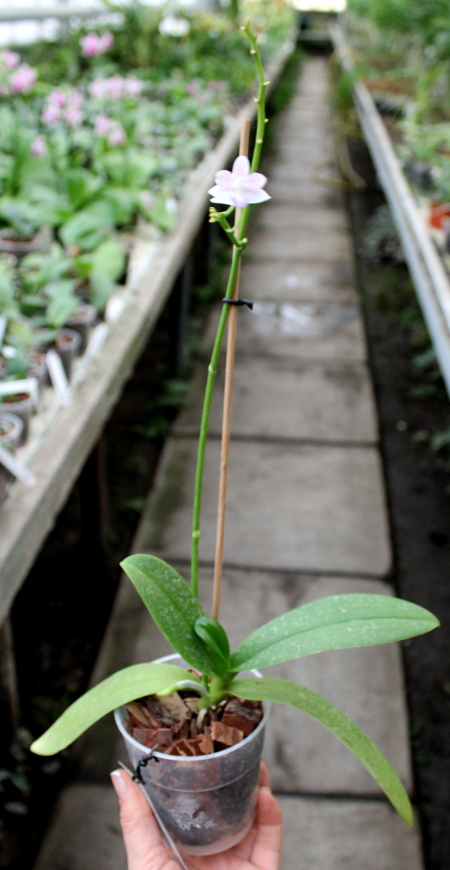Doritaenopsis Tying Shin Blue Jay x equestris alba2.JPG