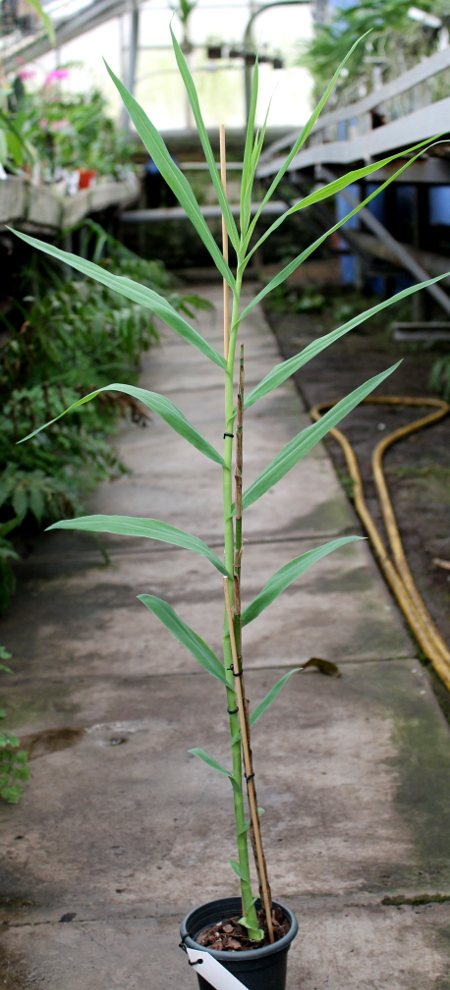 Thunia venosa.JPG