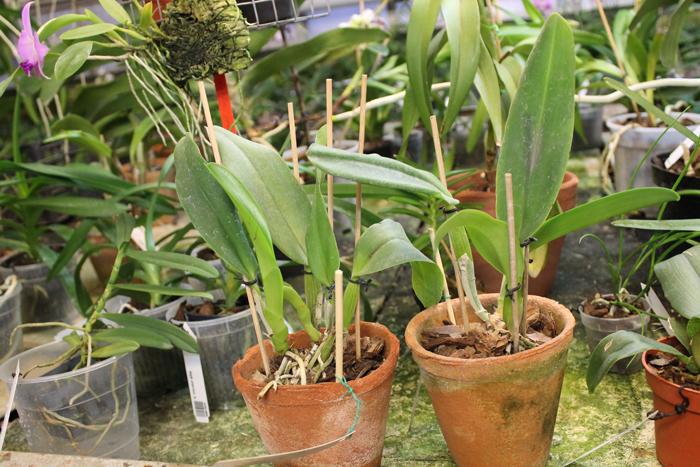 Cattleya labiata 'Yellow Eyes' x Cattleya labiata tipo escura (Z-68).jpg