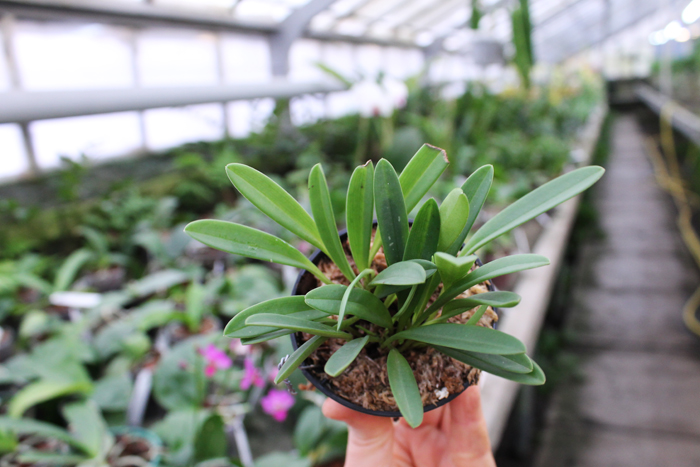 Masdevallia bulbophyllopsis.jpg