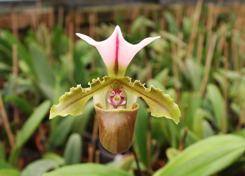 Paphiopedilum spicerianum.jpg