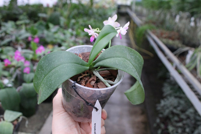 Lindenii×javanica.jpg