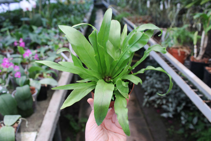 Asplenium nidus.jpg