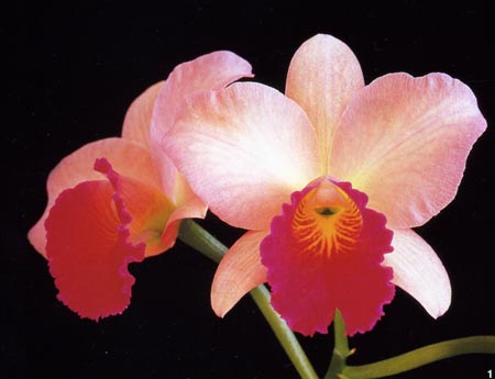 Sophrolaelliocattleya Susie`s.jpg