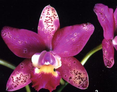 Sophrolaelliocattleya Waianea .jpg