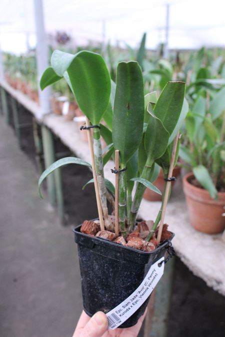 Epicattleya Siam Jade 'Avo'.jpg