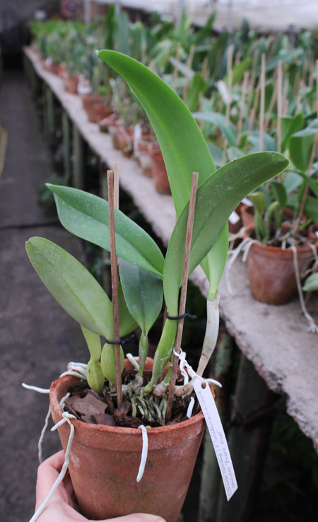 Cattleya trianae coerulea (36-8) x Cattleya lueddemanniana coerulea 'Pedra Azul'.jpg