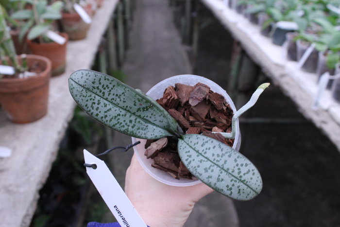 Phalaenopsis schilleriana.jpg