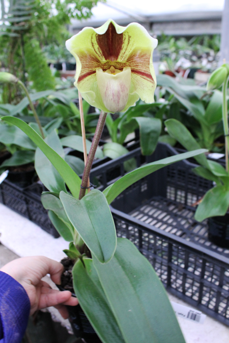 Paphiopedilum Lippewunder hybrid.jpg