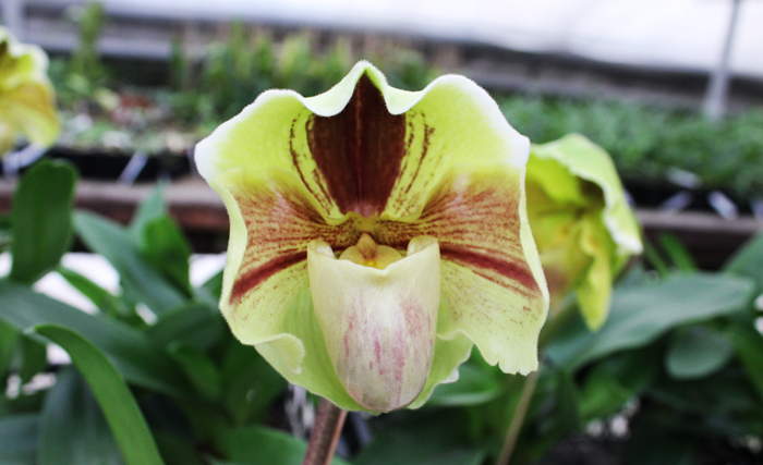 Paphiopedilum Lippewunder hybrid.jpg