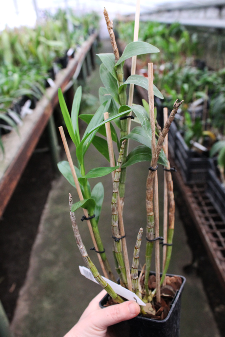 Dendrobium dearei.jpg
