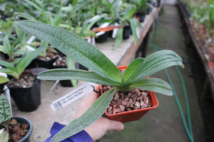 Paphiopedilum Valwin 'X'mas Robe' x Paphiopedilum niveum 'Nei Shan'.jpg