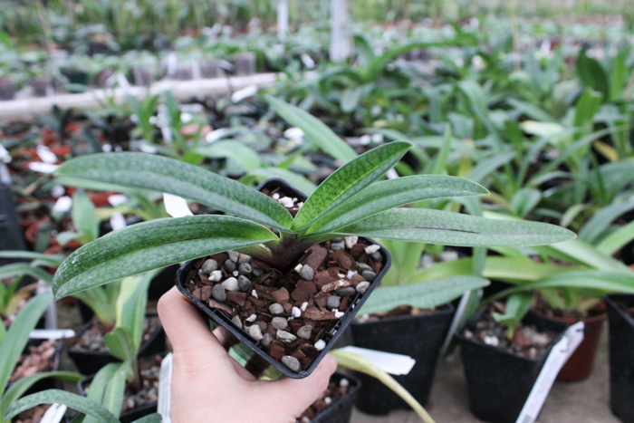 Paphiopedilum Gloria Naugle (rothschildianum x micranthum).jpg
