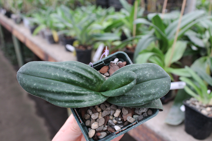 Paphiopedilum bellatulum.jpg