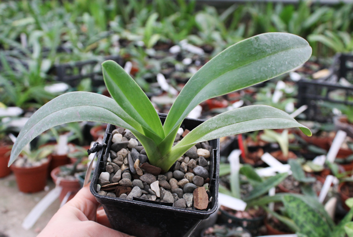 Paphiopedilum dianthum.jpg
