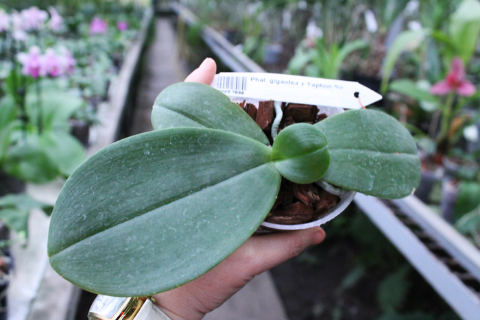 Phalaenopsis gigantea x Yaphon Sir.jpg