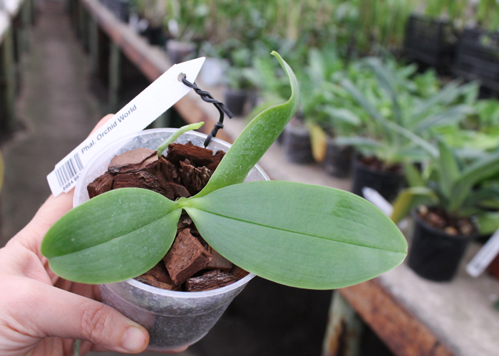 Phalaenopsis Orchid World.jpg