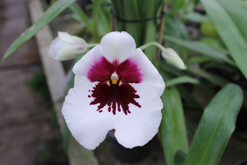 Miltoniopsis Robert Jackson 'Wild Thing'.jpg