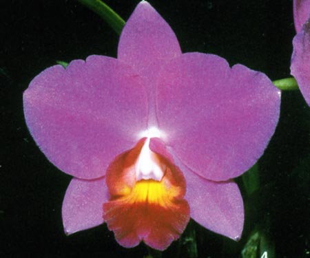 Sophrolaelliocattleya Sierra Doll.jpg