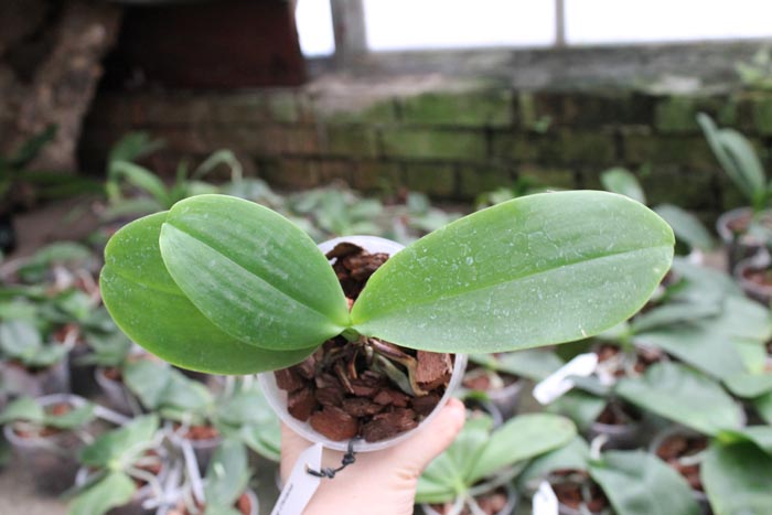 Phalaenopsis Tzu Chiang Chrisna 'Brazil'.jpg